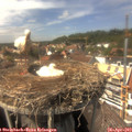 14_55-nest.jpg