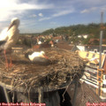 15_00-nest.jpg