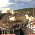 15_10-nest.jpg