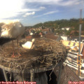 15_15-nest.jpg