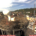 15_20-nest.jpg