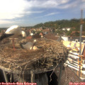 15_25-nest.jpg