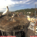 15_30-nest.jpg