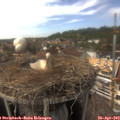 15_35-nest.jpg