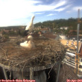 15_40-nest.jpg