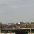 15_45-mast.jpg