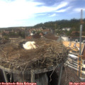 15_45-nest.jpg