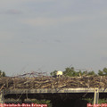 15_50-mast.jpg