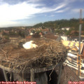 15_50-nest.jpg