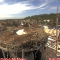 15_55-nest.jpg