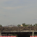 16_00-mast.jpg