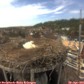 16_00-nest.jpg