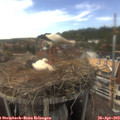 16_10-nest.jpg