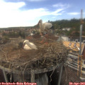 16_15-nest.jpg