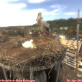 16_20-nest.jpg