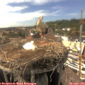 16_25-nest.jpg