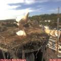 16_30-nest.jpg
