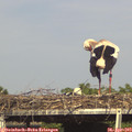 16_35-mast.jpg