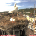 16_35-nest.jpg