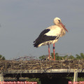 16_45-mast.jpg