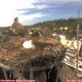 16_45-nest.jpg