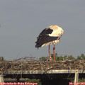 16_50-mast.jpg