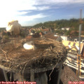16_50-nest.jpg