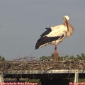 16_55-mast.jpg