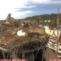 16_55-nest.jpg