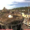 17_00-nest.jpg