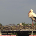 17_05-mast.jpg