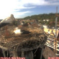 17_05-nest.jpg