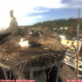 17_10-nest.jpg