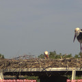 17_15-mast.jpg