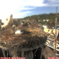 17_15-nest.jpg