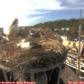 17_20-nest.jpg