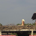 17_25-mast.jpg