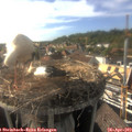 17_25-nest.jpg