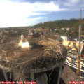 17_30-nest.jpg