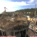 17_35-nest.jpg