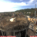 17_40-nest.jpg