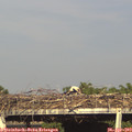 17_45-mast.jpg