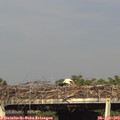17_50-mast.jpg