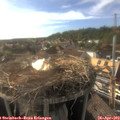 17_50-nest.jpg