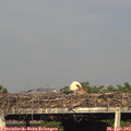 17_55-mast.jpg