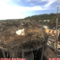 17_55-nest.jpg