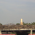 18_00-mast.jpg