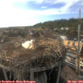 18_00-nest.jpg