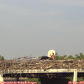 18_05-mast.jpg