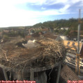 18_05-nest.jpg